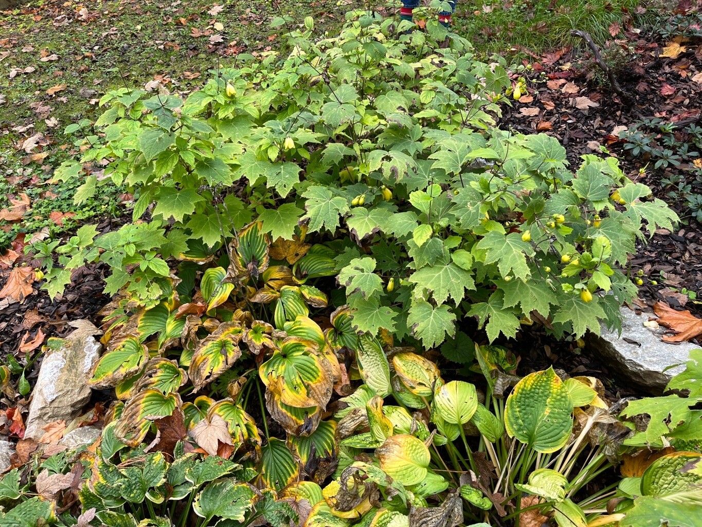 Kirengeshoma palmata habit