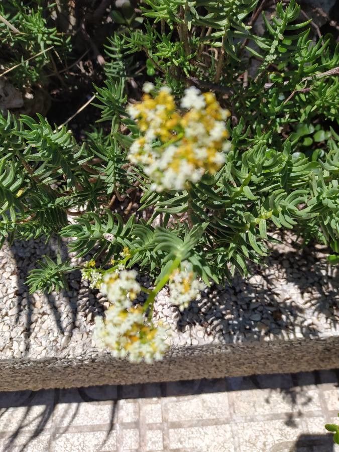 Crassula tetragona flower