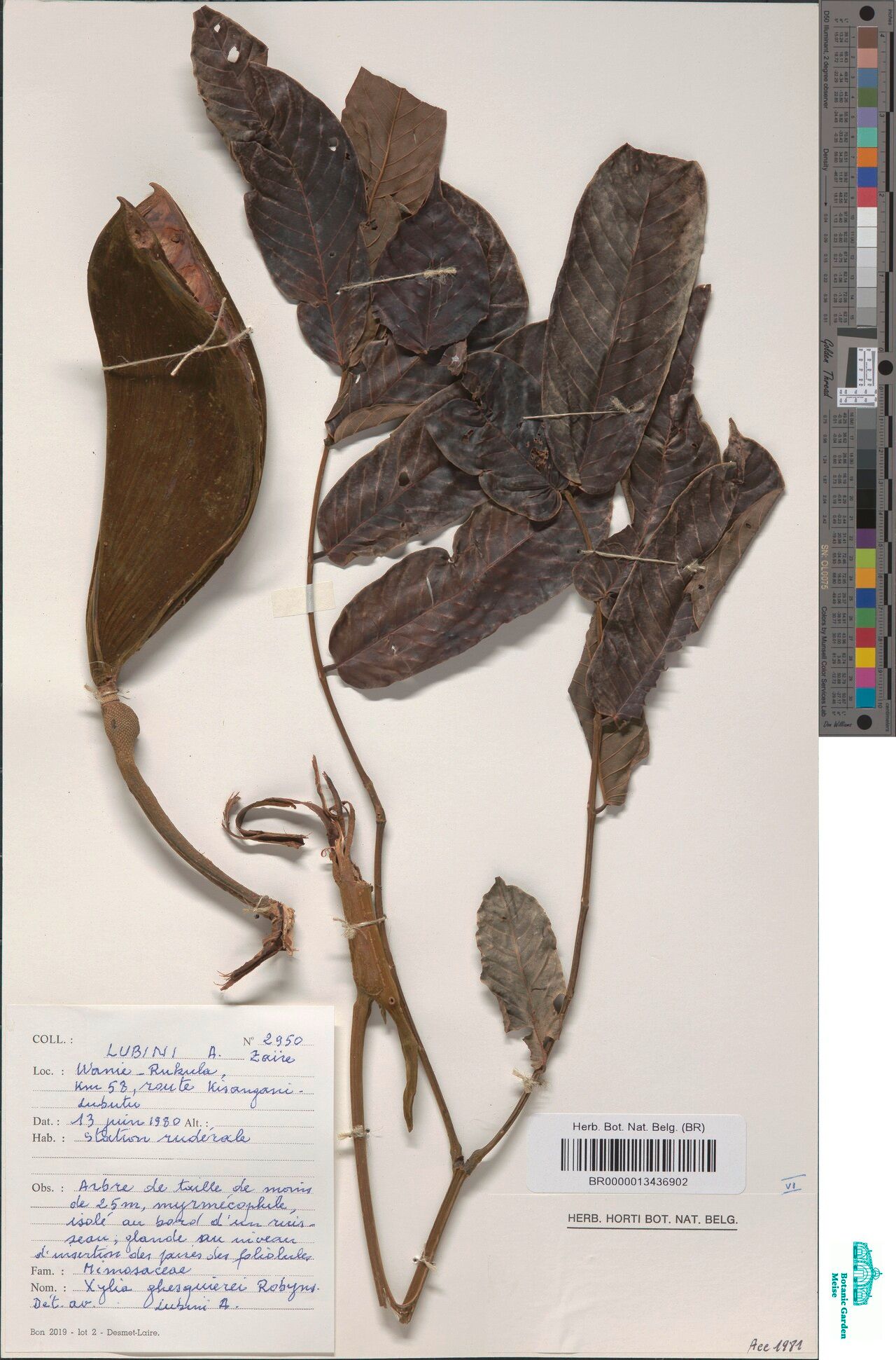 Xylia ghesquierei — related species from the same genus