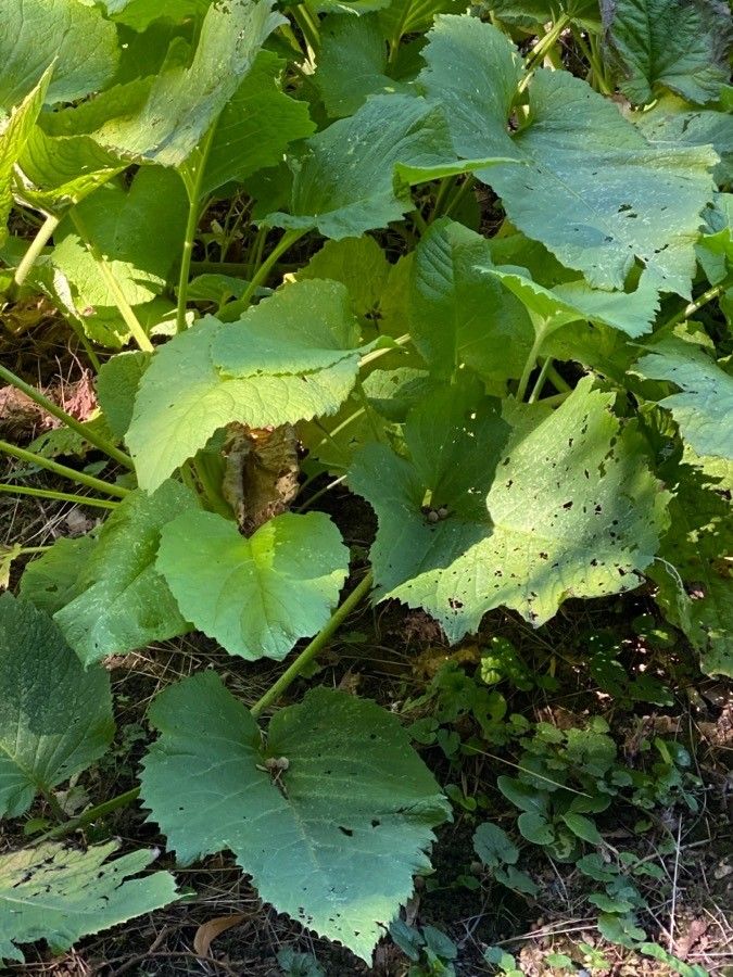 Telekia speciosa leaf