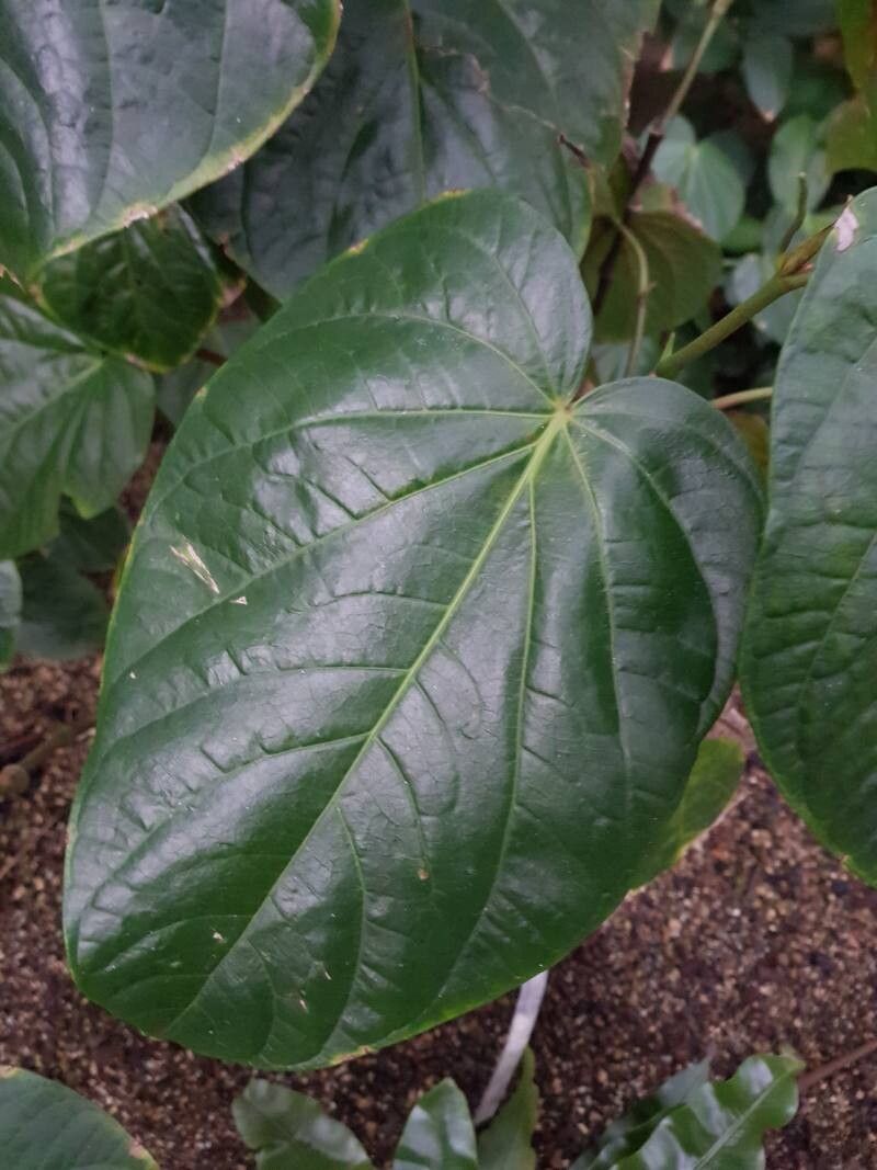 Piper schiedeanum — search result for 'Piper'