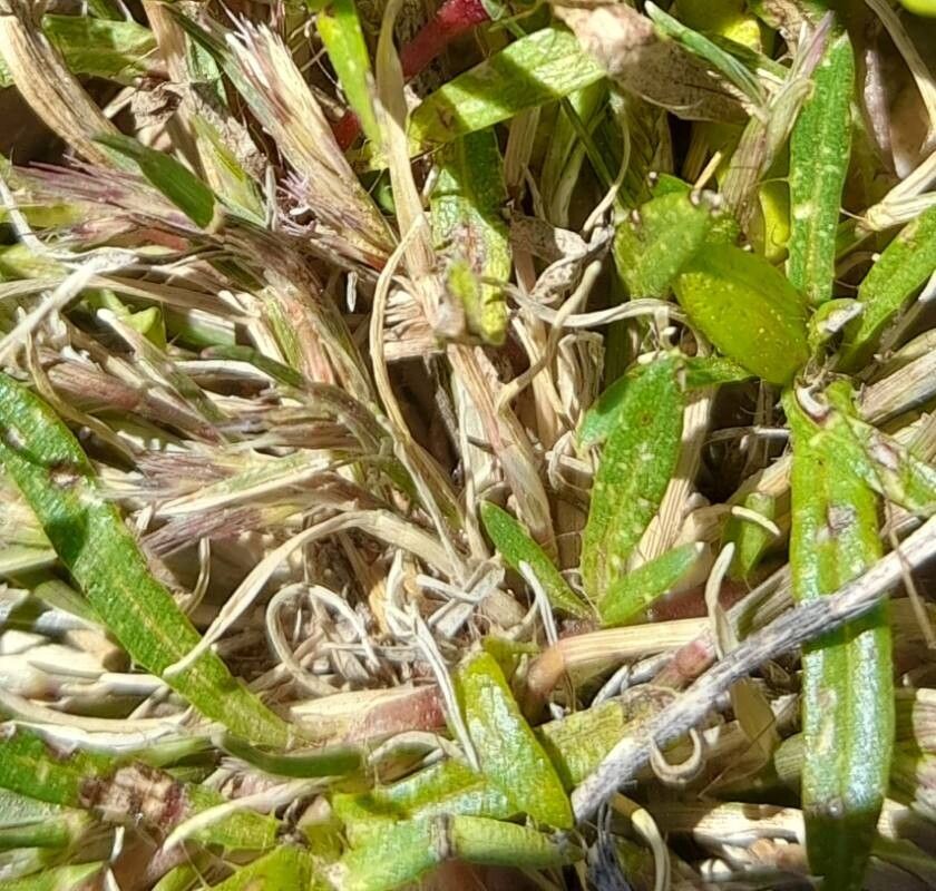 Pectis sessiliflora — houseplant care guide