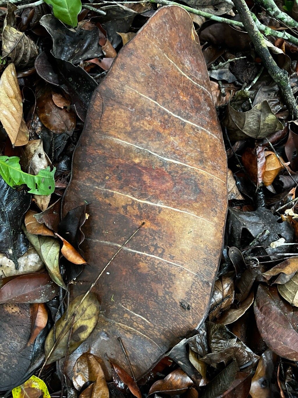 Fillaeopsis discophora fruit