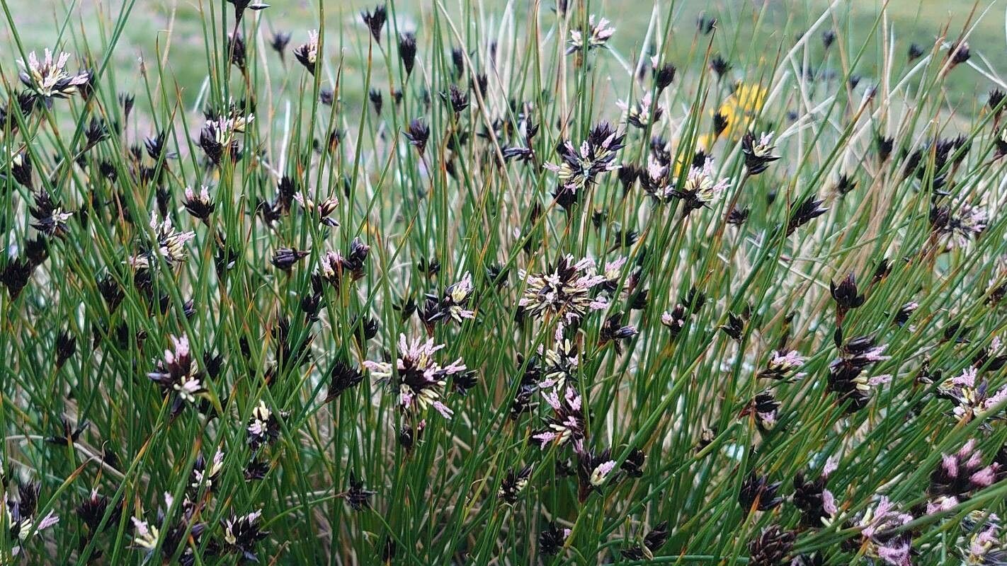 Juncus jacquinii — search result for 'Juncus'