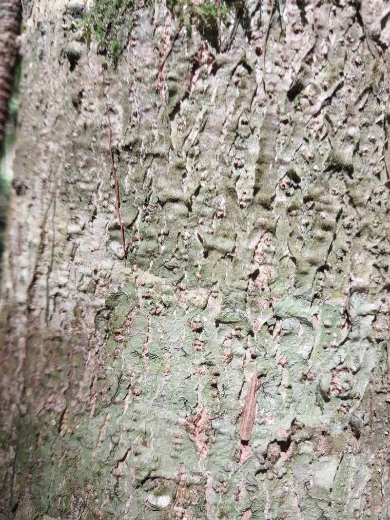 Erythroxylum sphaeranthum bark
