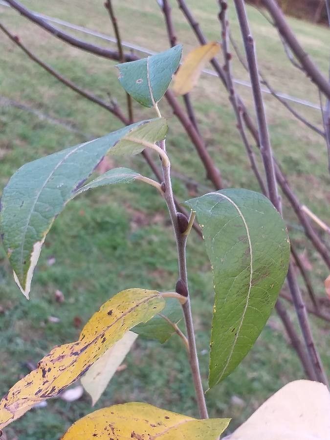 Salix hookeriana — houseplant care guide