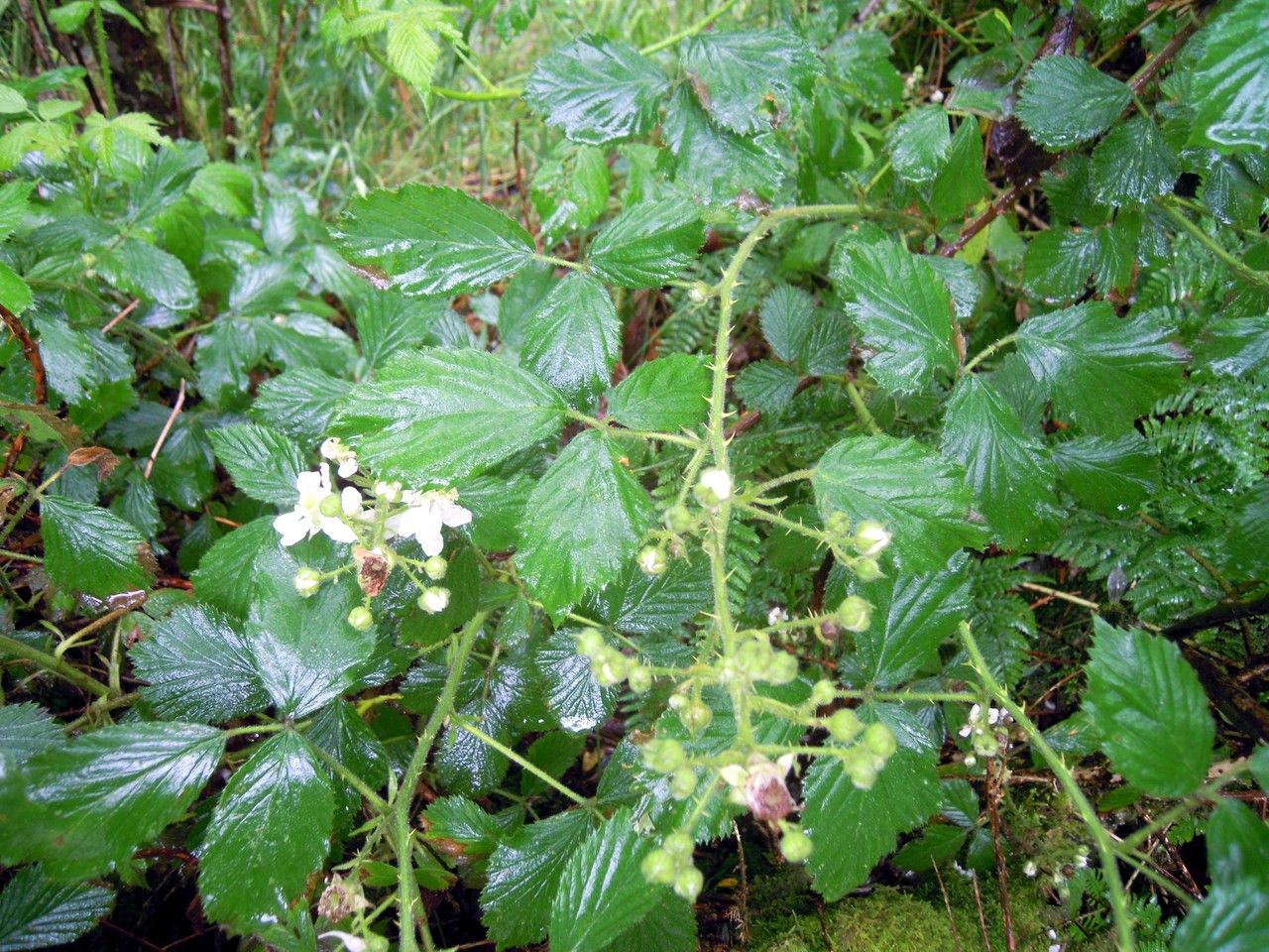 Rubus dentatifolius other