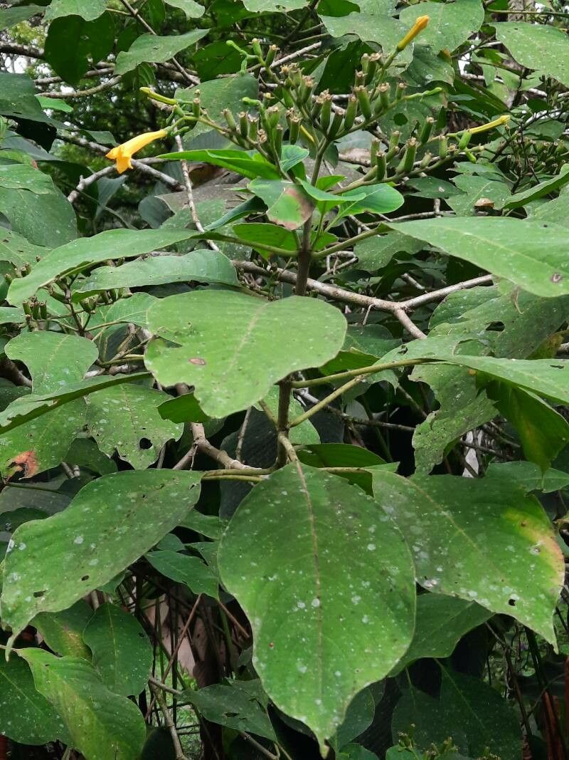 Hamelia xerocarpa leaf