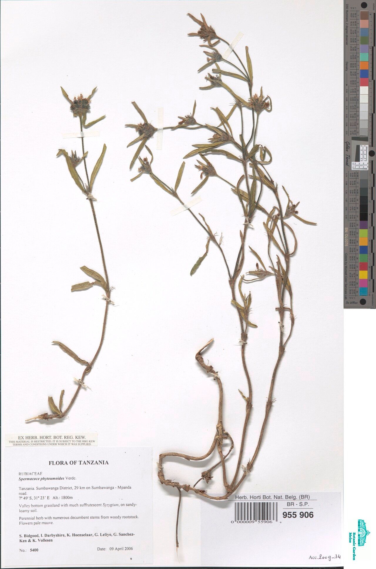 Spermacoce phyteumoides — search result for 'Spermacoce'