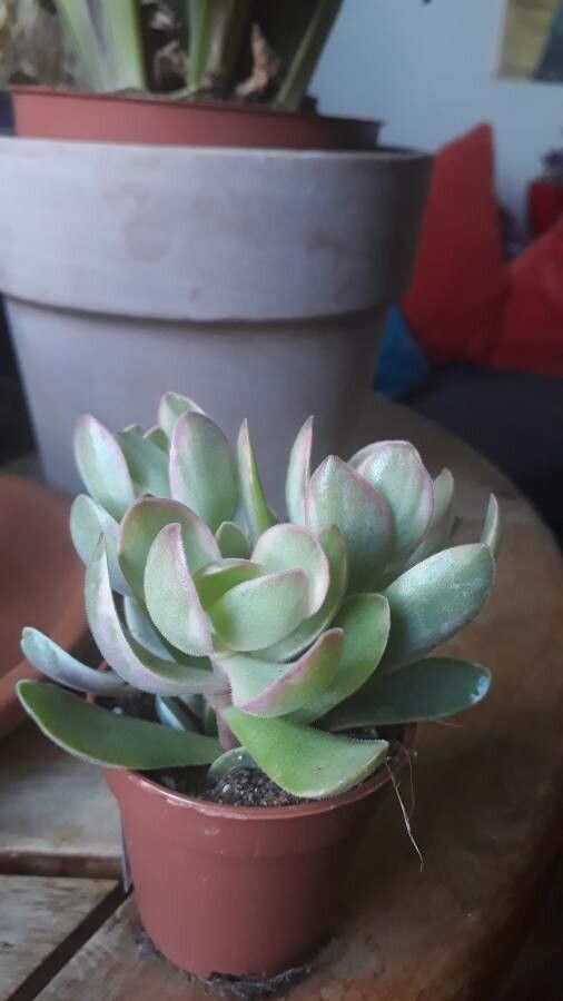 Crassula globularioides — search result for 'Crassula'