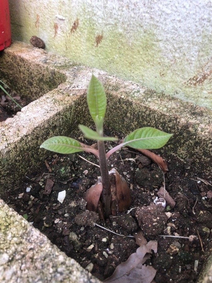 Pouteria sapota — search result for 'Pouteria'