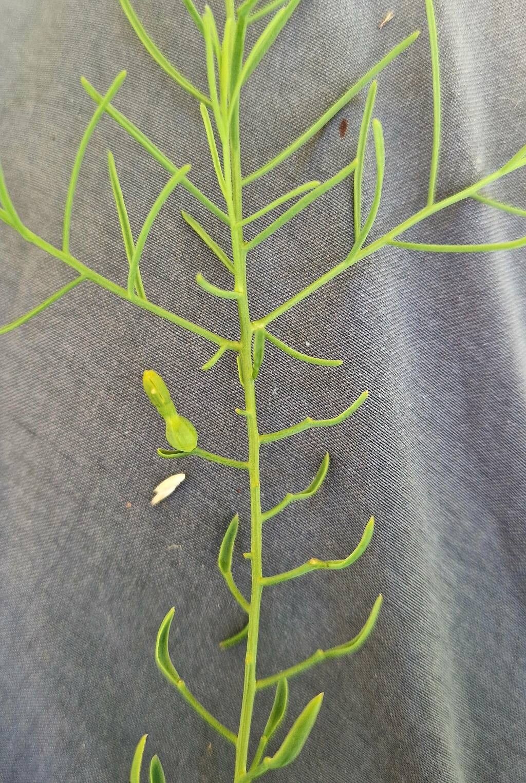 Thesium rostratum fruit