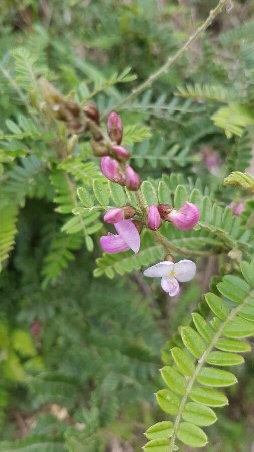 Coursetia dubia flower