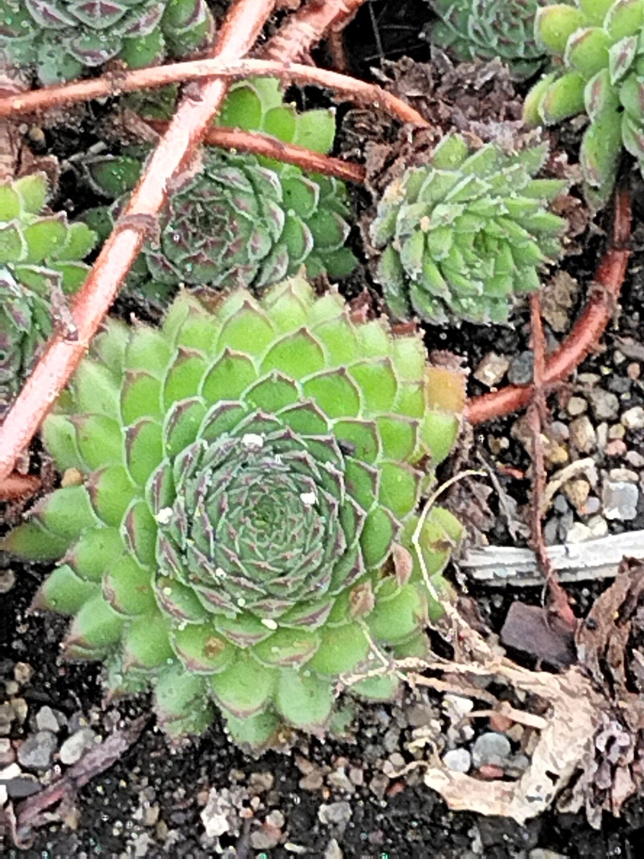 Sempervivum kosaninii — search result for 'Sempervivum'