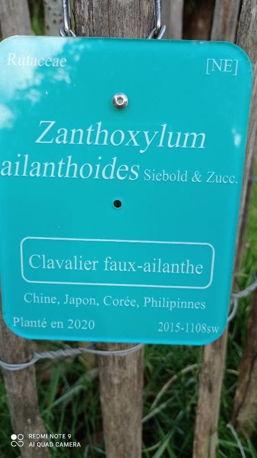 Zanthoxylum ailanthoides other