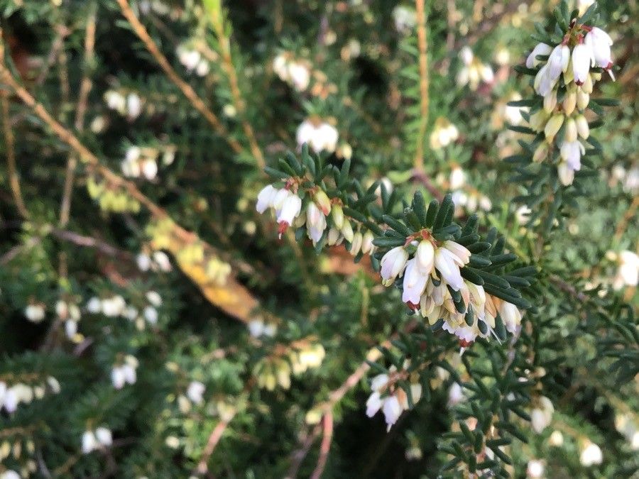 Erica erigena — search result for 'Erica'