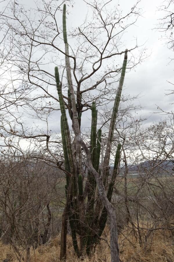 Stenocereus aragonii habit