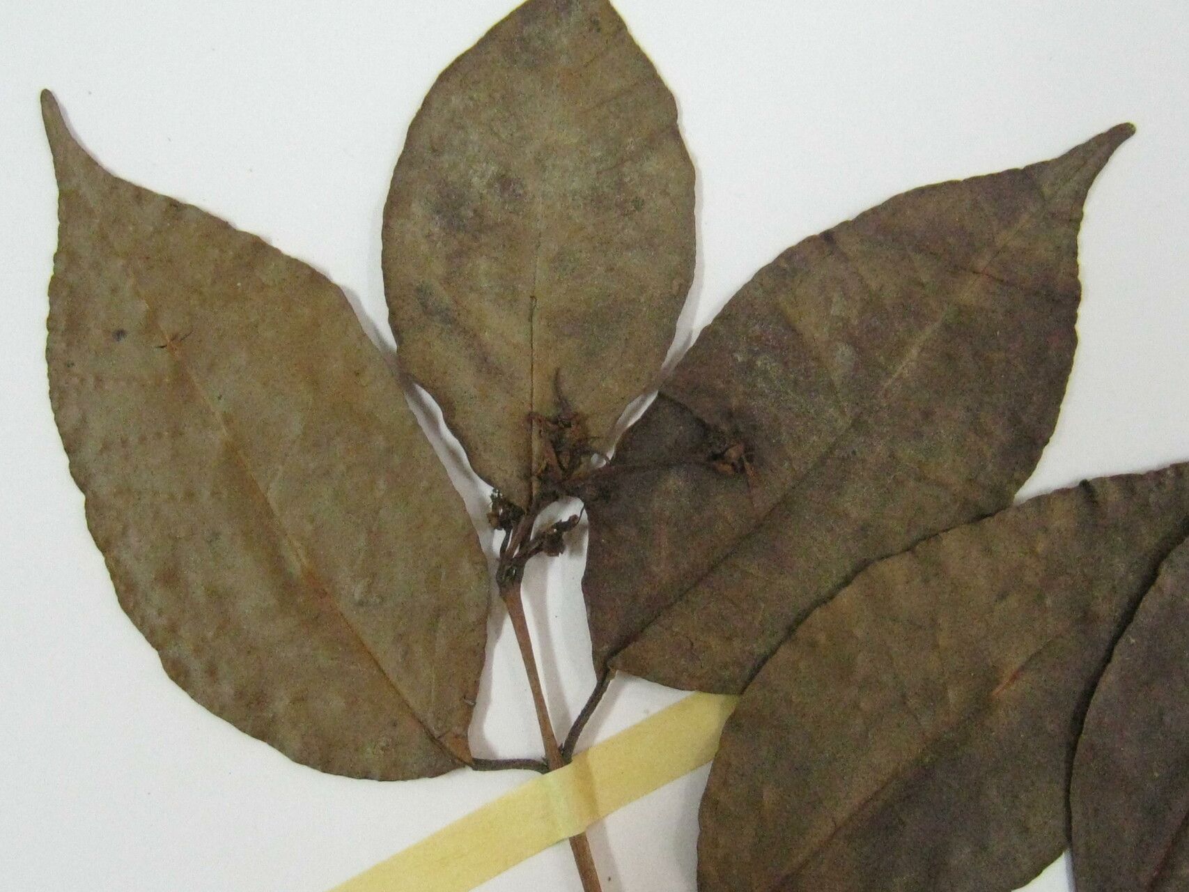 Eugenia florida other