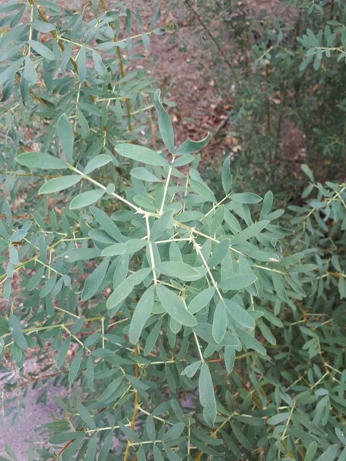 Halimodendron halodendron leaf