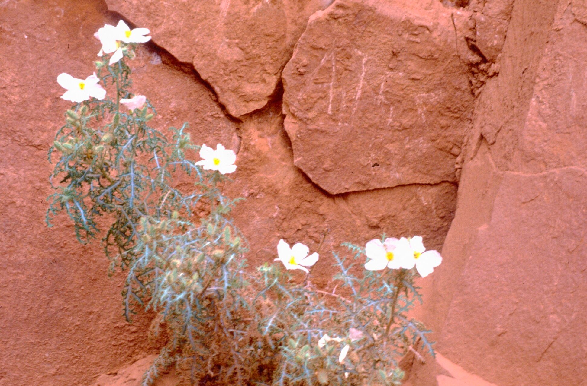 Argemone arizonica fruit