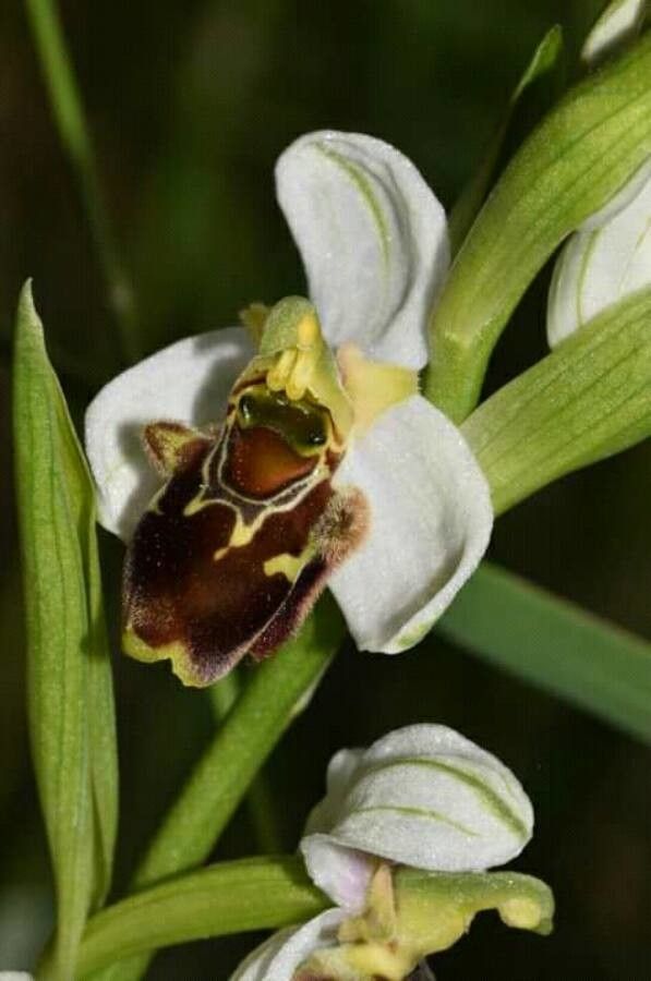 Ophrys × albertiana — houseplant care guide