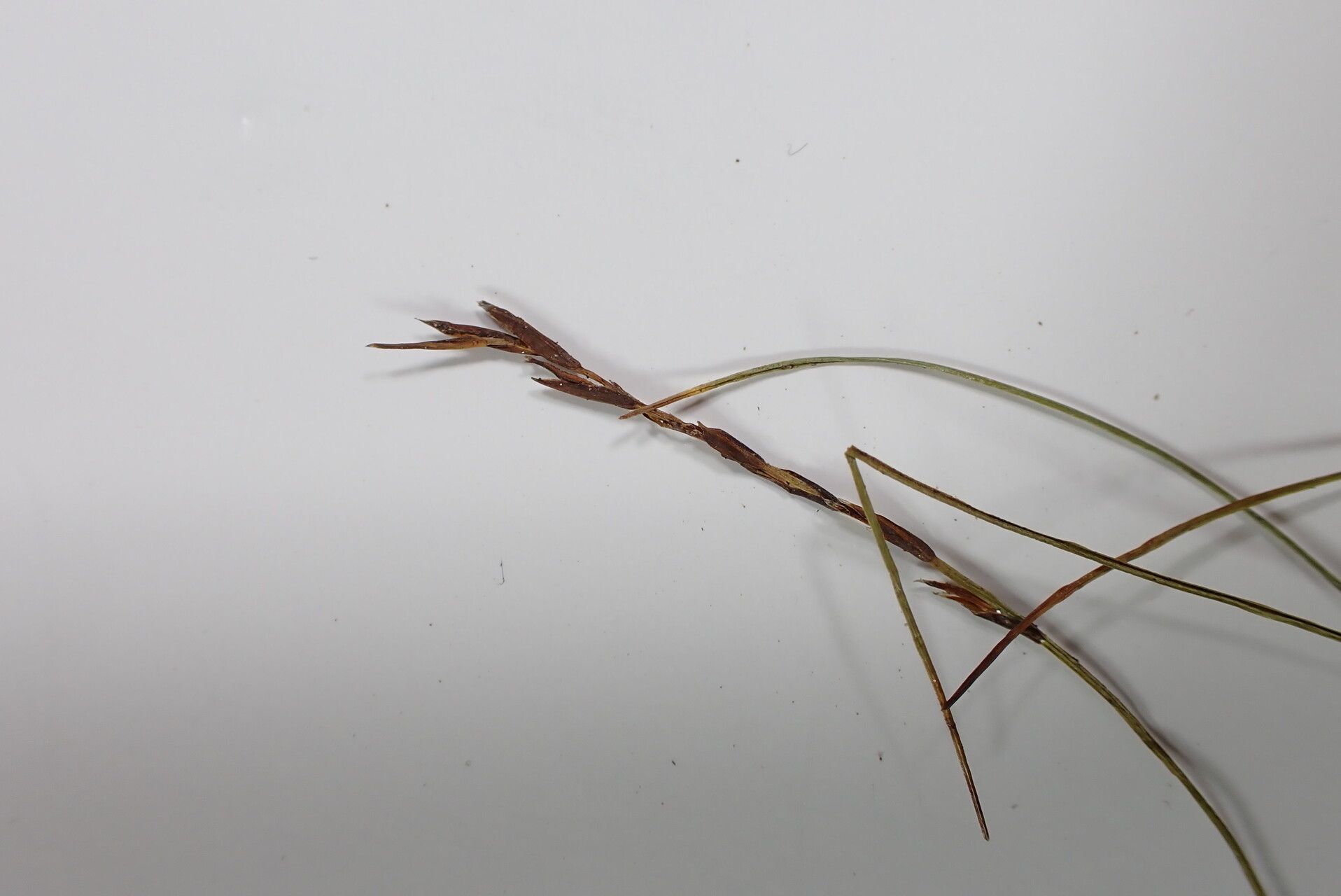 Carex cercostachys other