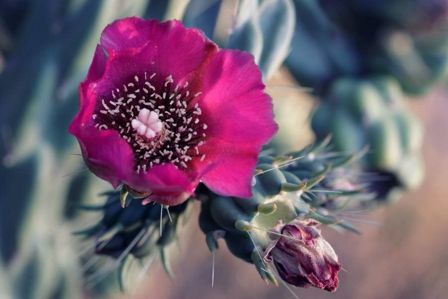 Opuntia imbricata flower