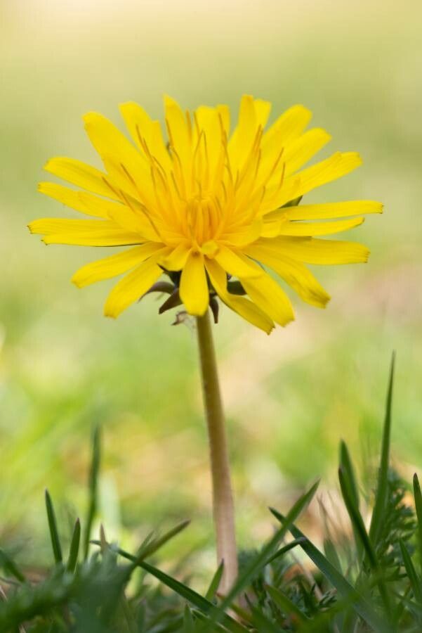 Taraxacum mediterraneum flower