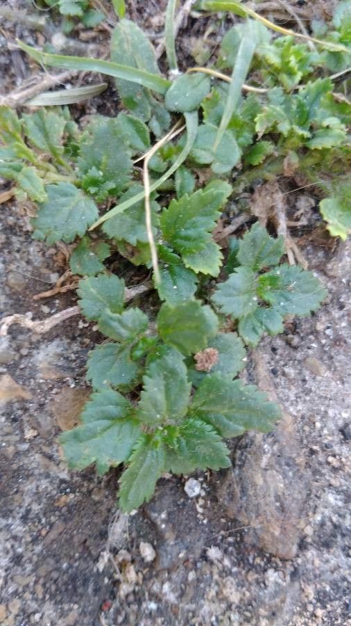 Stemodia verticillata leaf