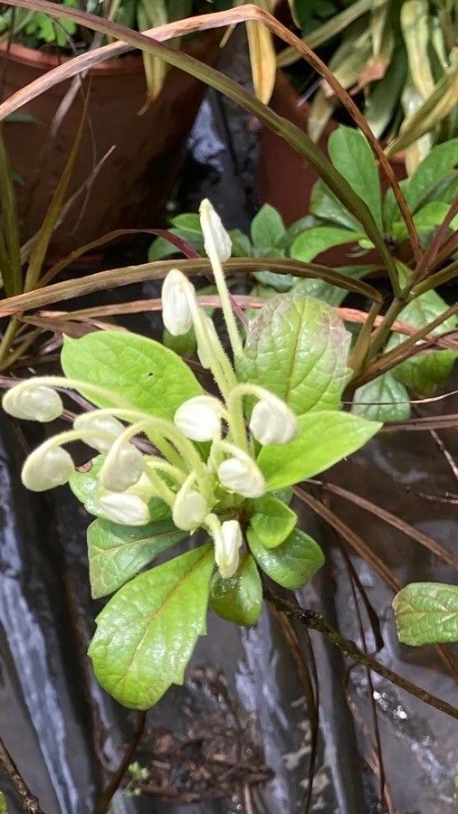 Clerodendrum indicum — search result for 'Clerodendrum'