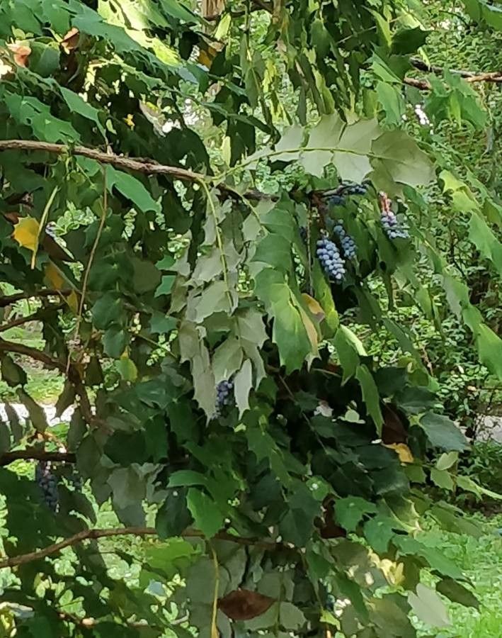Fallopia japonica fruit