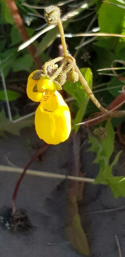 Calceolaria germainii flower