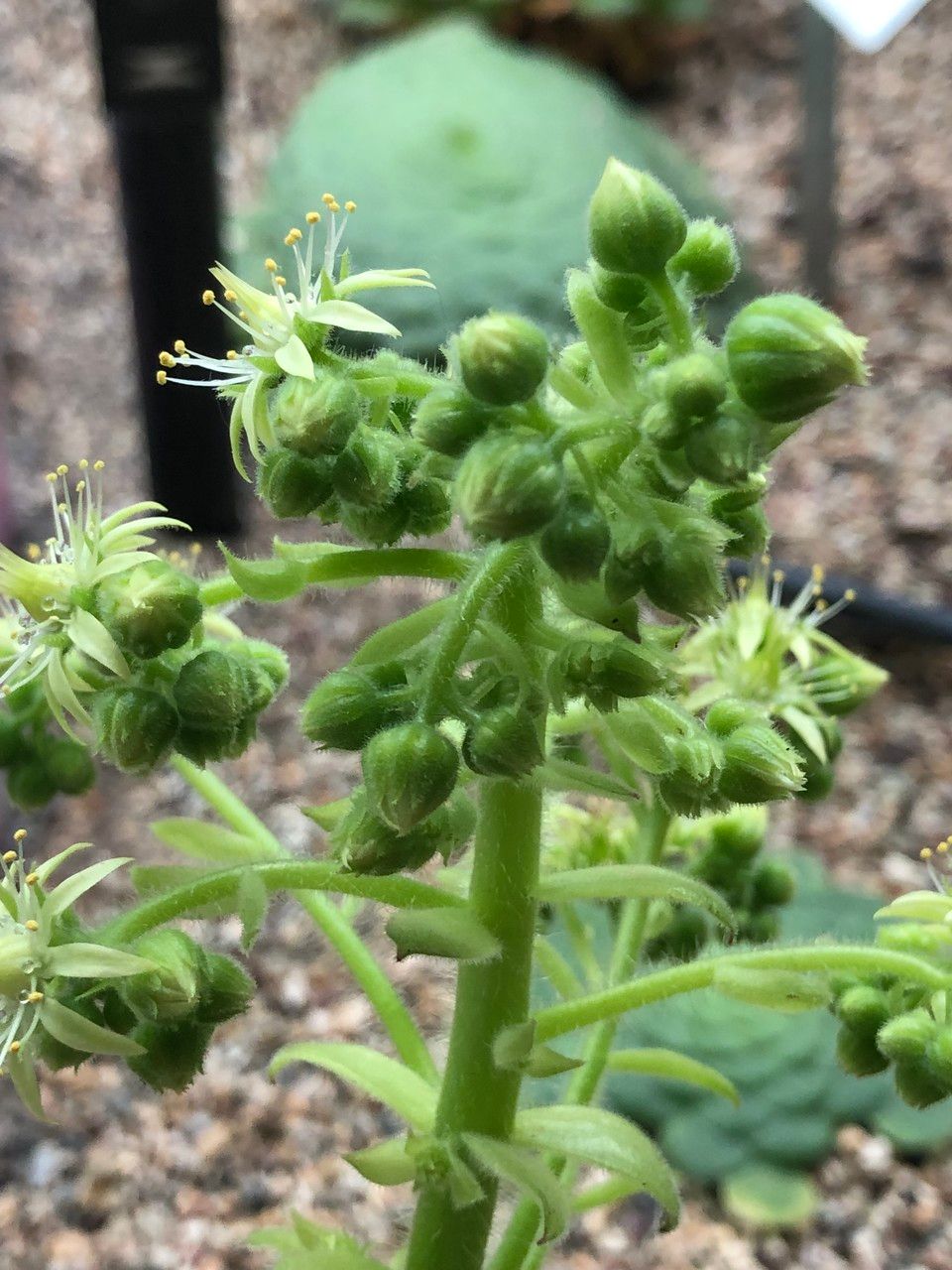 Aeonium tabulaeforme fruit