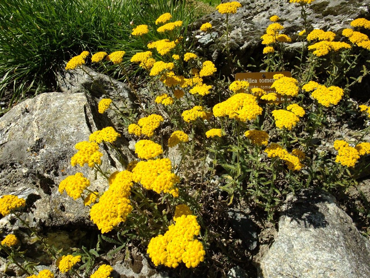 Achillea leptophylla flower