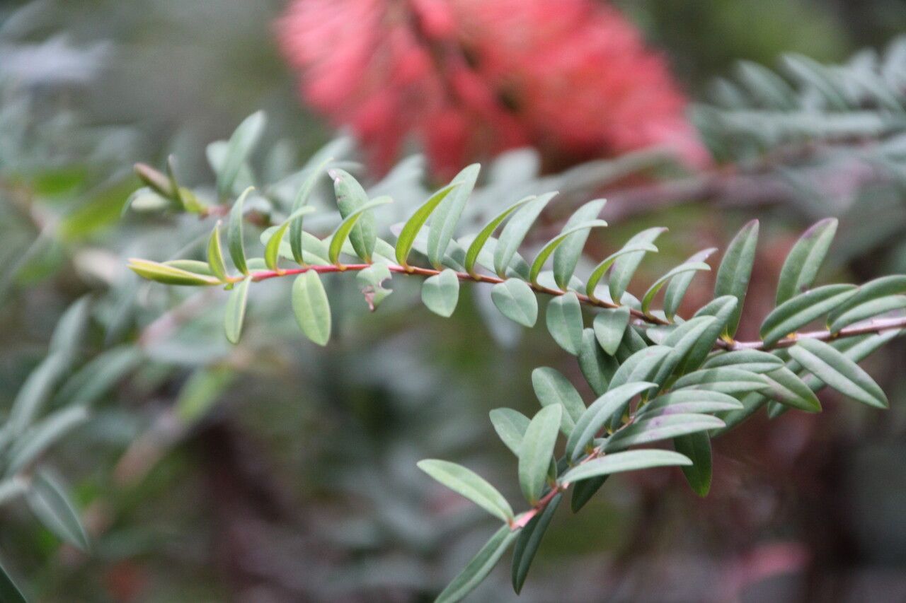 Melaleuca hypericifolia leaf