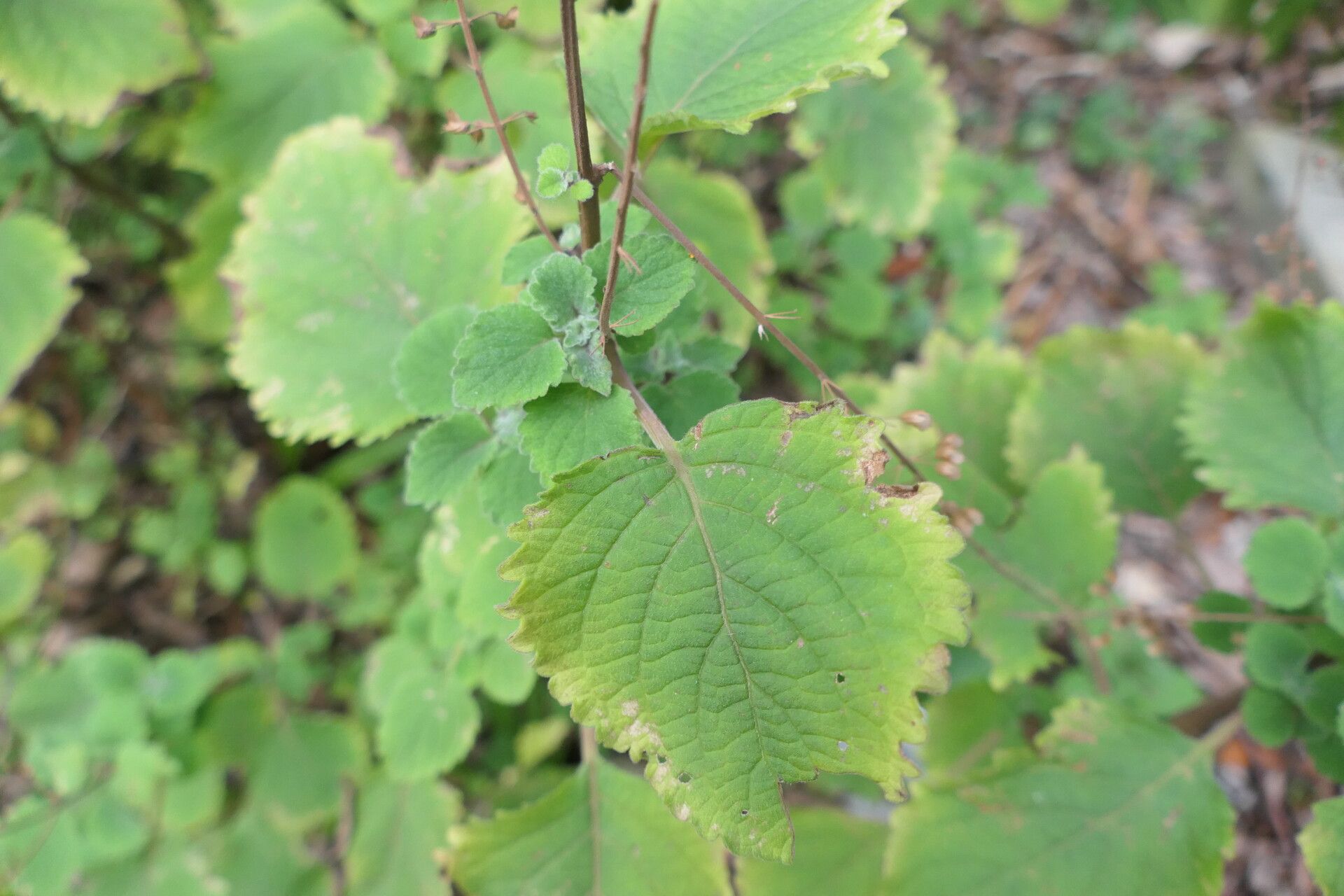 Plectranthus fruticosus — search result for 'Plectranthus'