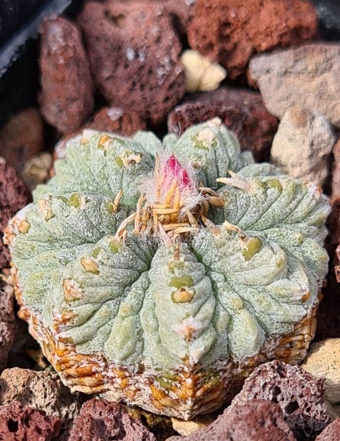Aztekium ritteri flower