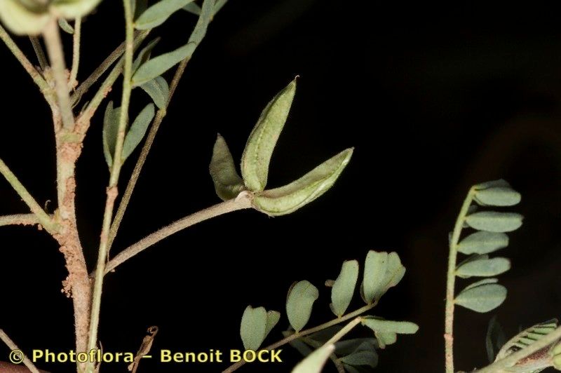 Astragalus oxyglottis other