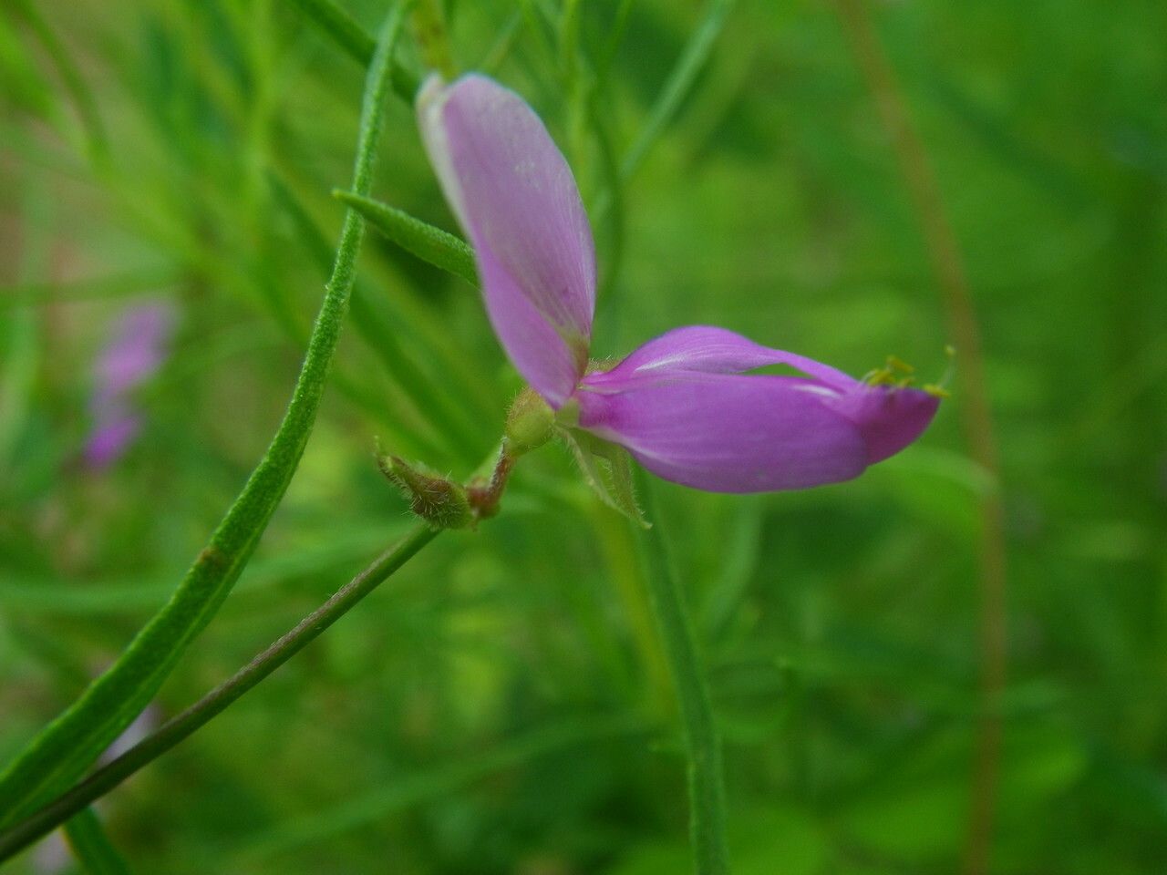 Galactia volubilis flower