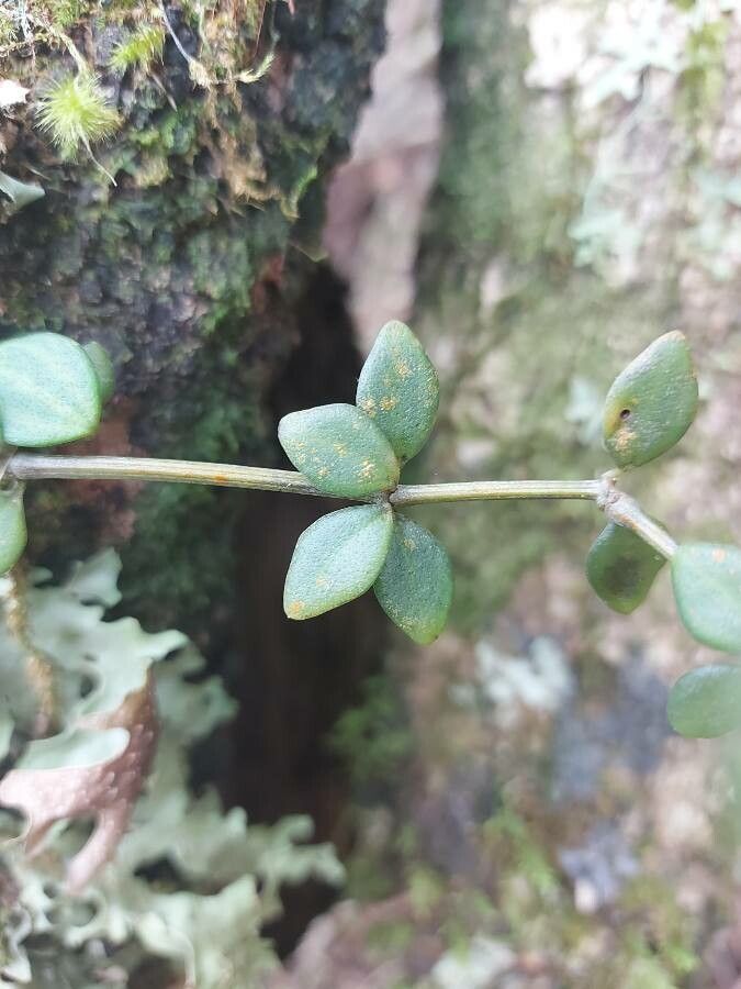 Peperomia tetraphylla