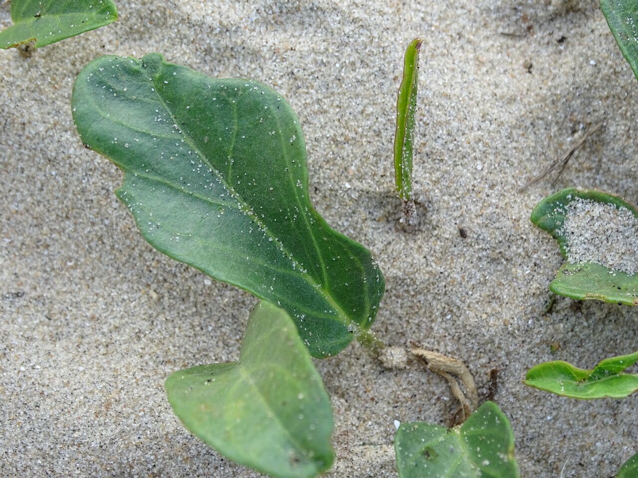 Ipomoea imperati — search result for 'Ipomoea'