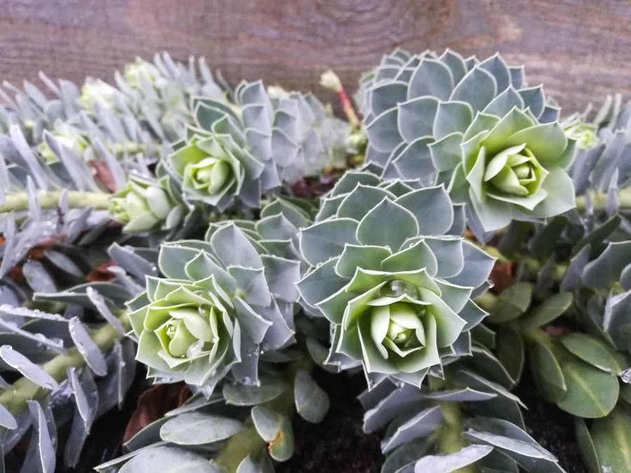 Euphorbia bivonae leaf