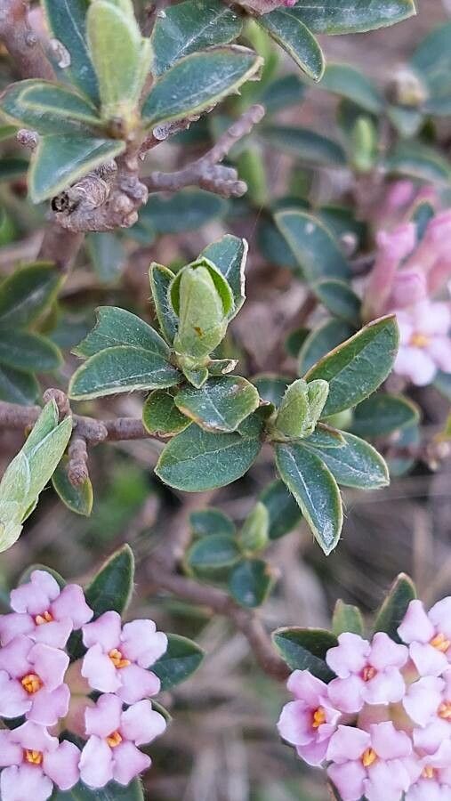 Daphne sericea — search result for 'Daphne'