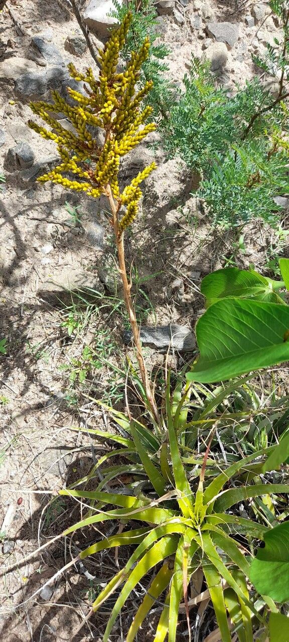 Deuterocohnia longipetala habit