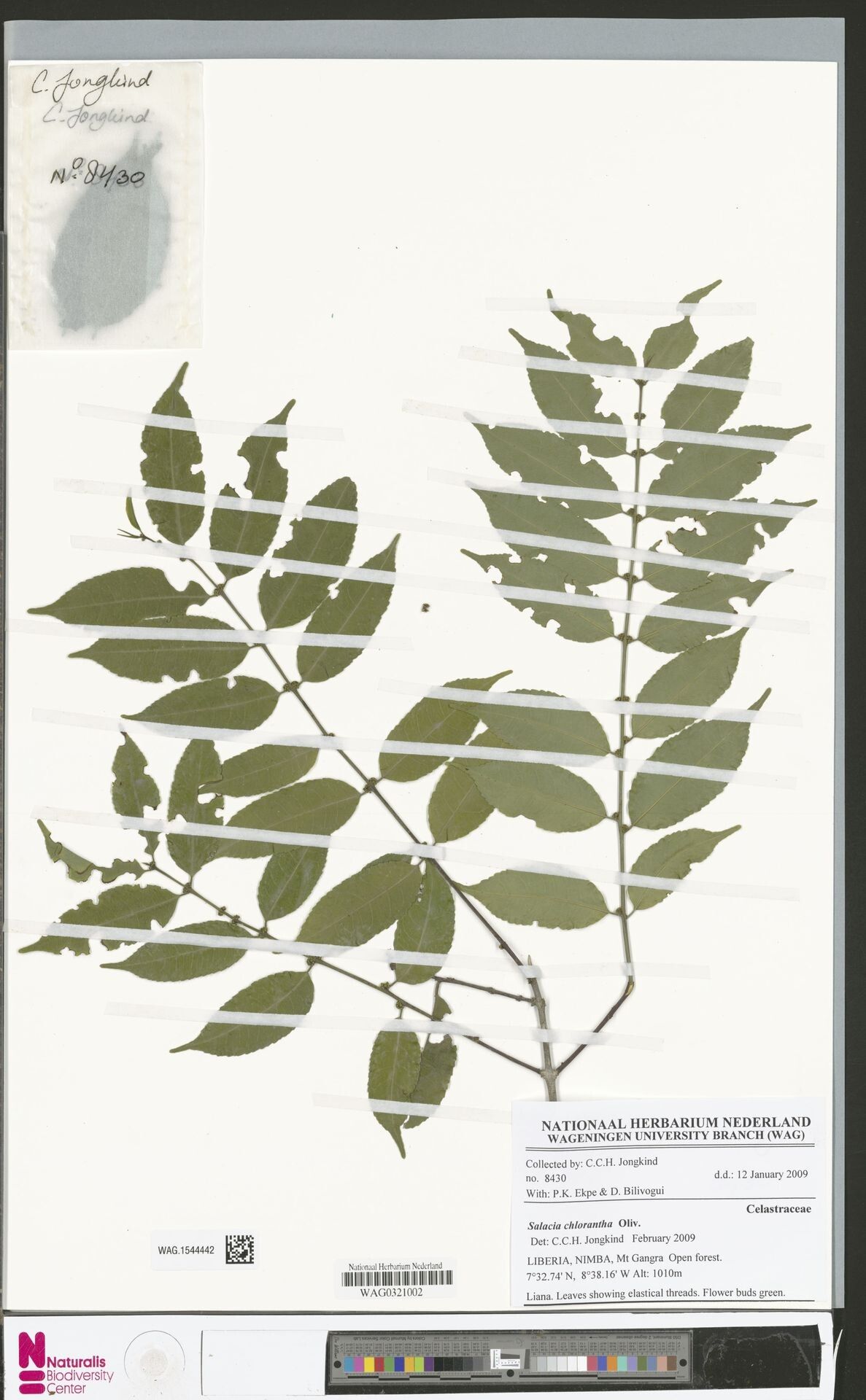 Salacia chlorantha — houseplant care guide