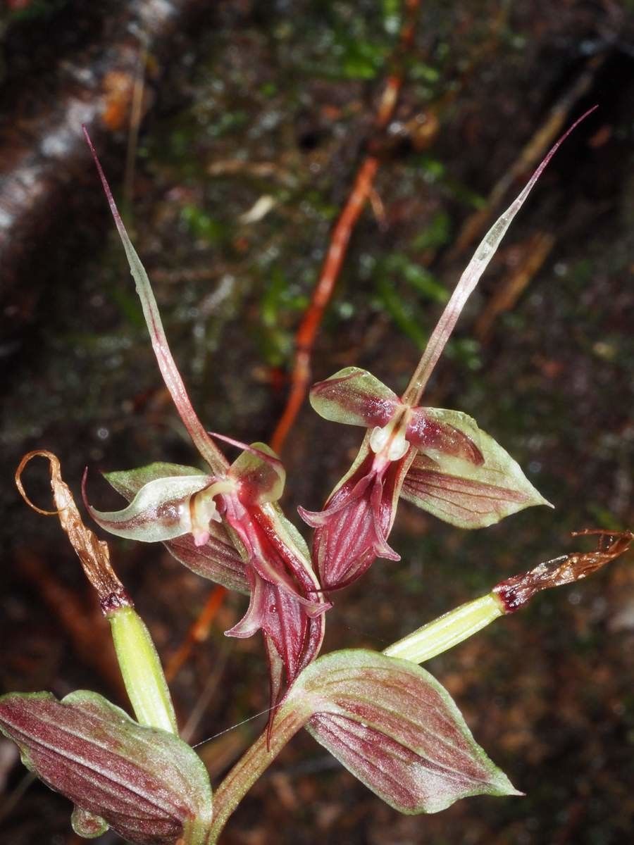 Acianthus bracteatus fruit