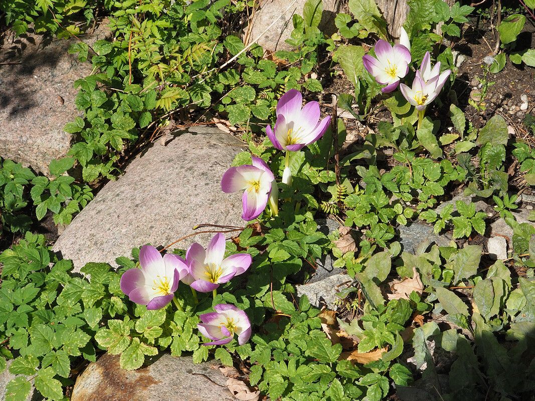 Colchicum speciosum habit