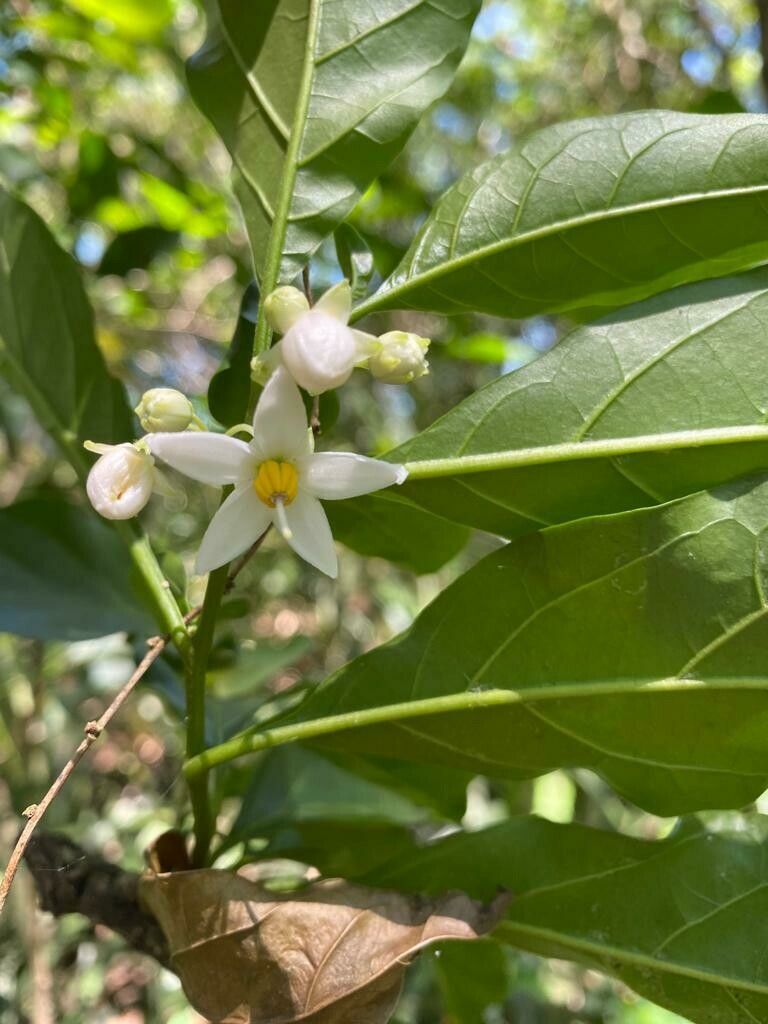 Solanum caavurana flower