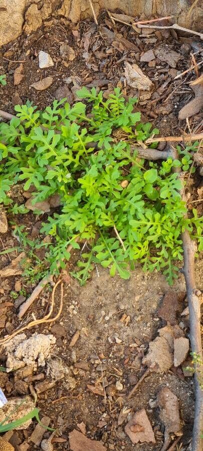 Phacelia purshii habit