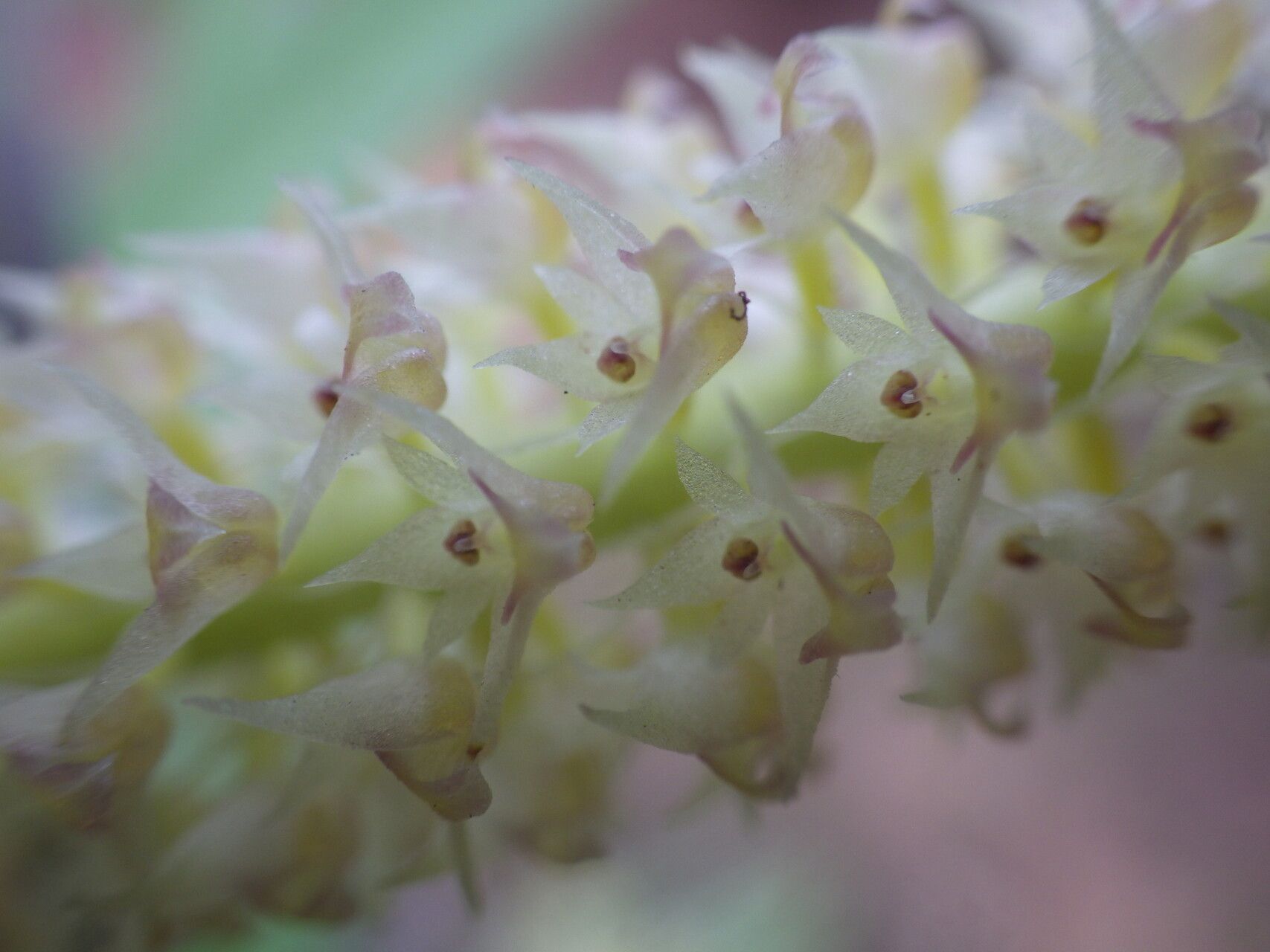 Polystachya polychaete flower